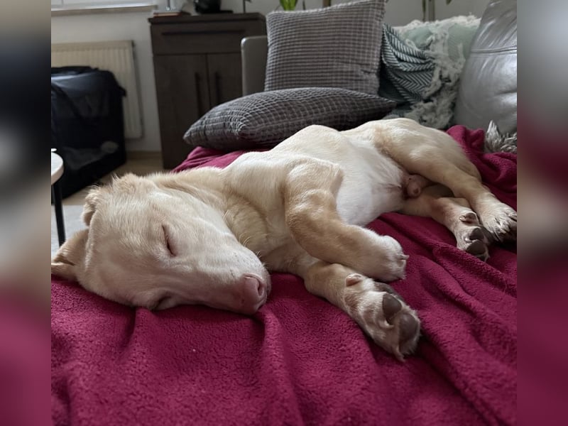 Francky Stanley, geb. ca. 08/2025, lebt auf einer Pflegestelle in 81929 München