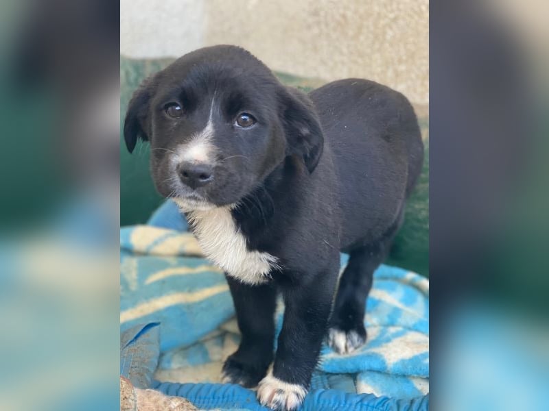 Peach, geb. ca. 10/2025, lebt auf einer privaten Pflegestelle in 44801 Bochum