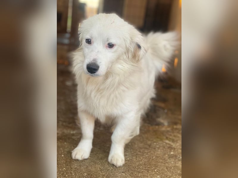 Voddi, geb. ca. 01/2025, lebt in GRIECHENLAND, im städt. Tierheim Serres