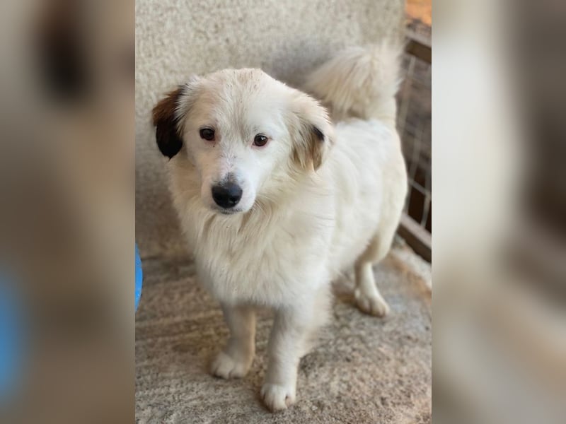 Voddi, geb. ca. 01/2025, lebt in GRIECHENLAND, im städt. Tierheim Serres