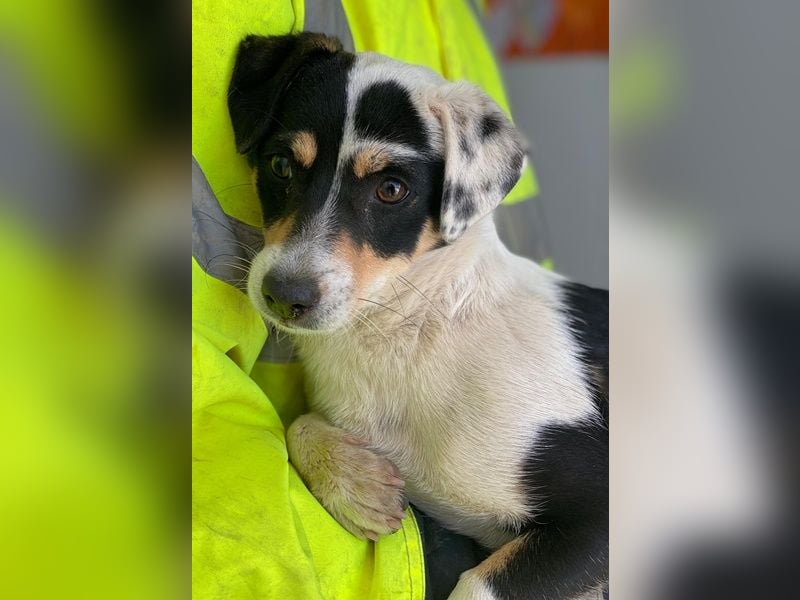 Julia, geb. ca. 08/2025, lebt auf einer privaten Pflegestelle in - FR-68128 Rosenau