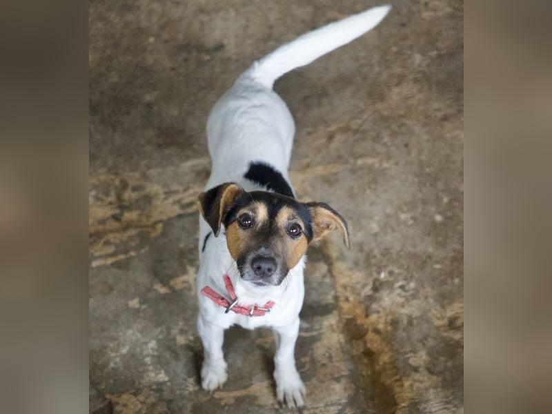 Möök, geb. ca. 04/2025, lebt in GRIECHENLAND, auf einer privaten Pflegestelle