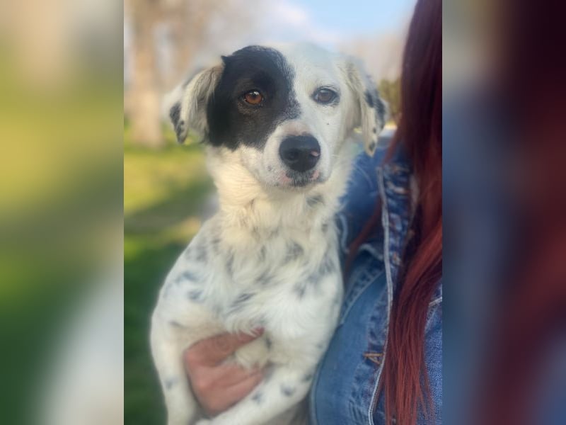 Mapuce, geb. ca. 03/2024, lebt in GRIECHENLAND, im städt. Tierheim Serres