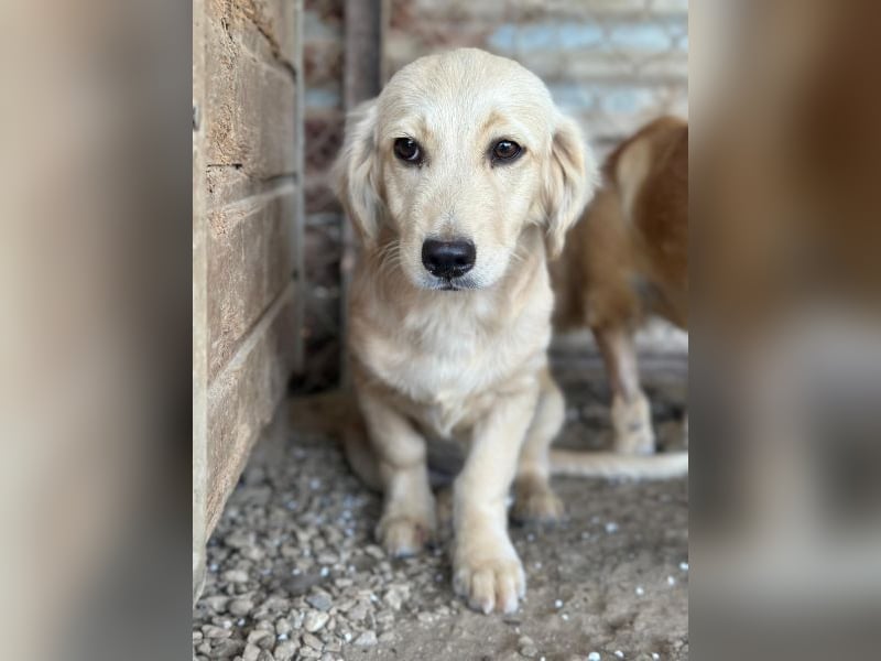 Fina geb. ca. 03/2026, lebt in GRIECHENLAND, im städt. Tierheim Serres