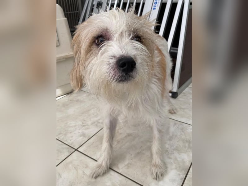 Eko, geb. ca 11/2021, lebt auf einer Pflegestelle in 53940 Hellenthal