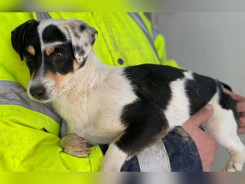 Julia, geb. ca. 08/2025, lebt auf einer privaten Pflegestelle in - FR-68128 Rosenau