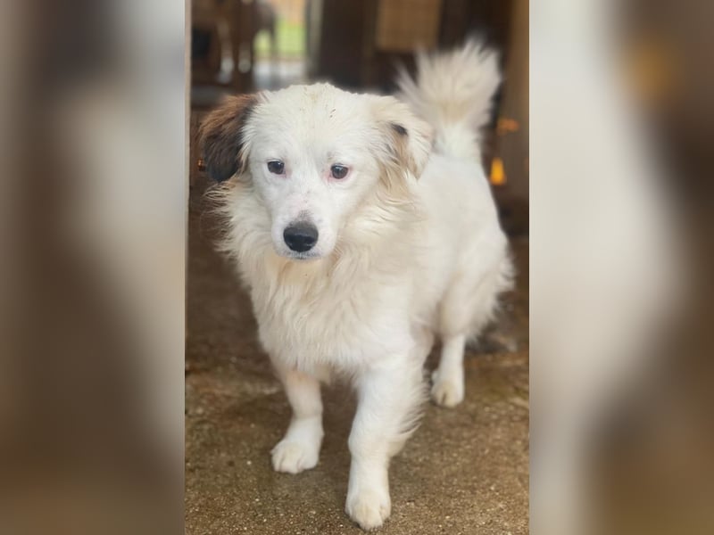 Voddi, geb. ca. 01/2025, lebt in GRIECHENLAND, im städt. Tierheim Serres