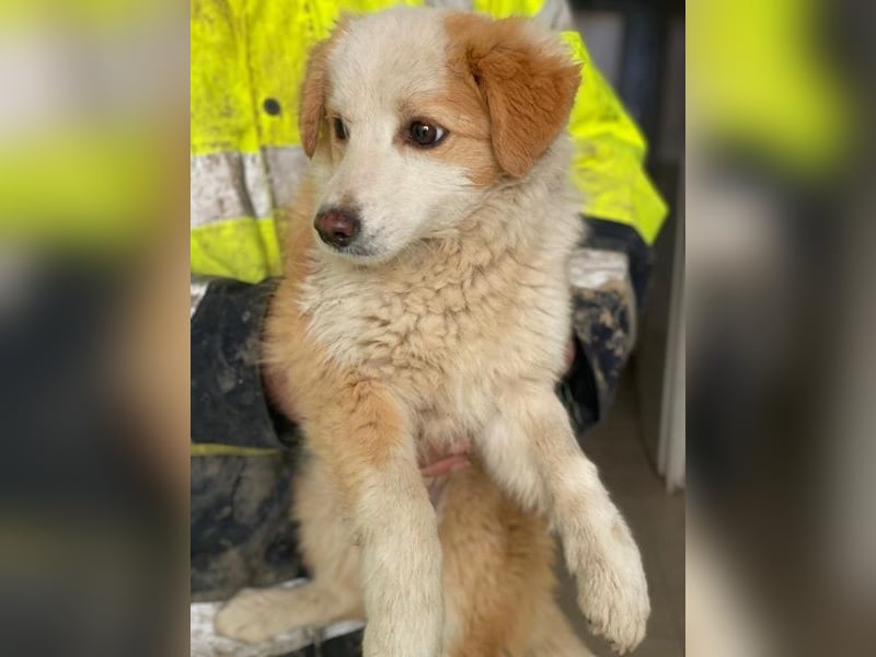 Frederic, geb. ca. 08/2025, lebt auf einer privaten Pflegestelle in - FR-68128 Rosenau