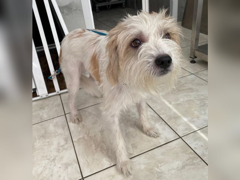 Eko, geb. ca 11/2021, lebt auf einer Pflegestelle in 53940 Hellenthal