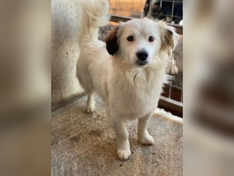 Voddi, geb. ca. 01/2025, lebt in GRIECHENLAND, im städt. Tierheim Serres