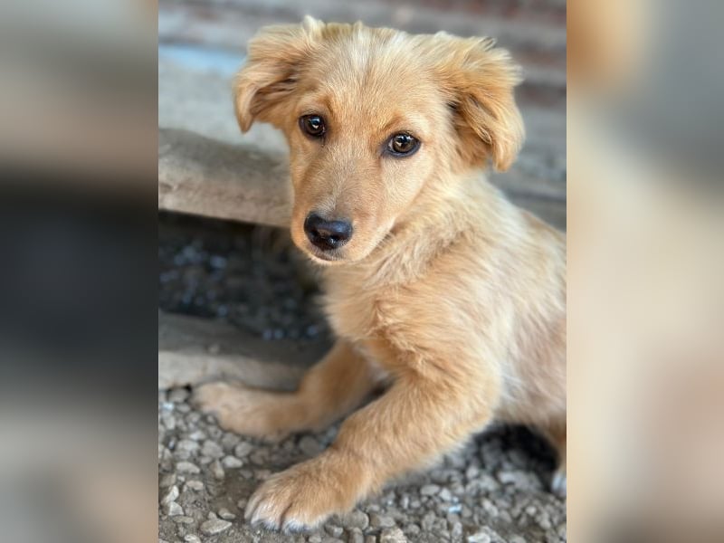 Audrey, geb. ca. 03/2026, lebt in GRIECHENLAND, im städt. Tierheim Serres