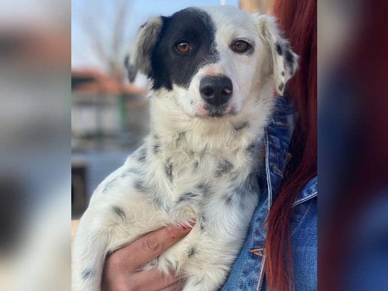 Mapuce, geb. ca. 03/2024, lebt in GRIECHENLAND, im städt. Tierheim Serres