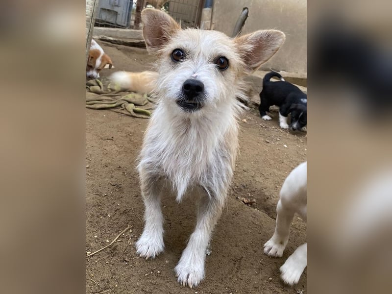 Trulla, geb. ca. 05/2024, lebt auf einer Pflegestelle in 53947 Nettersheim