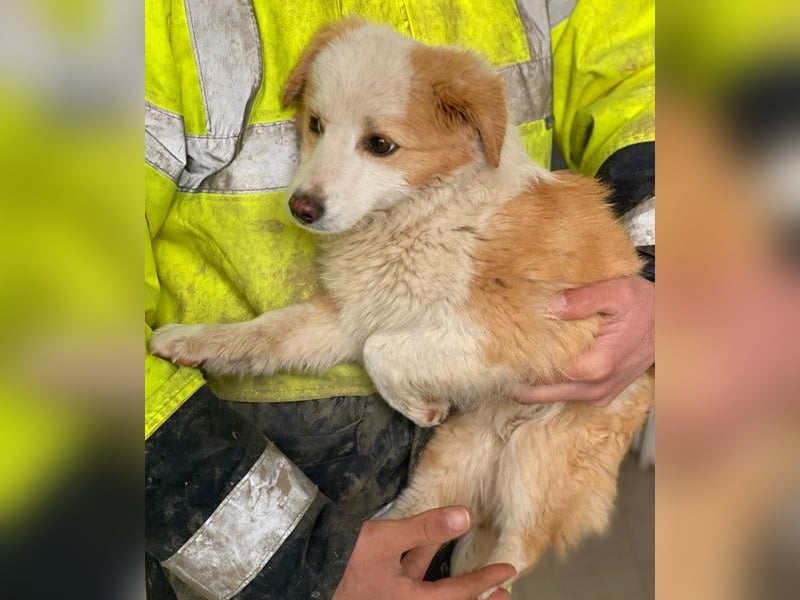 Frederic, geb. ca. 08/2025, lebt auf einer privaten Pflegestelle in - FR-68128 Rosenau