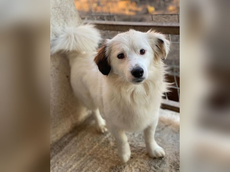 Voddi, geb. ca. 01/2025, lebt in GRIECHENLAND, im städt. Tierheim Serres