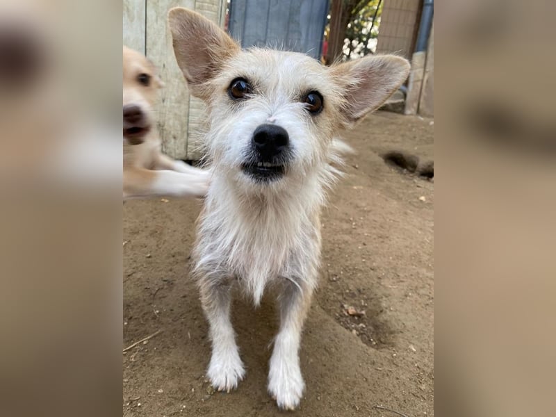 Trulla, geb. ca. 05/2024, lebt auf einer Pflegestelle in 53947 Nettersheim