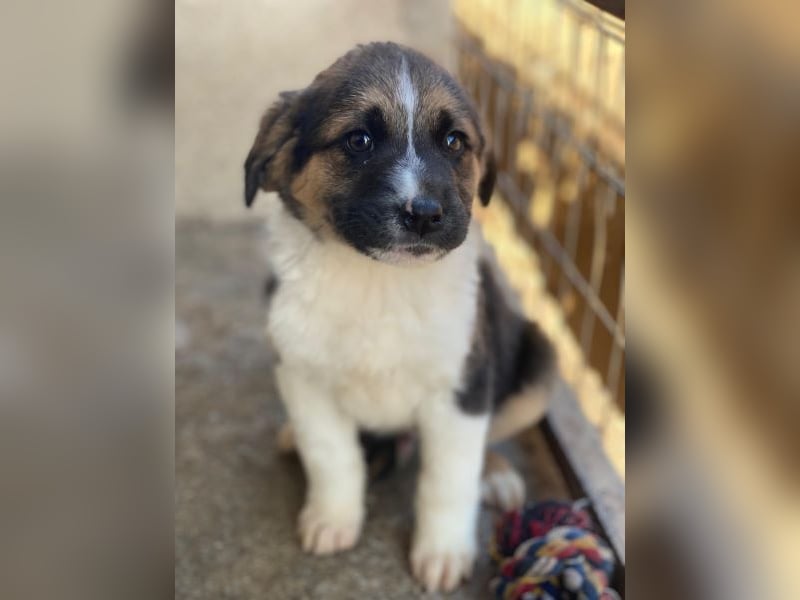 Boreas, geb. ca. 10/2025, lebt auf einer privaten Pflegestelle in 69151 Neckargemünd