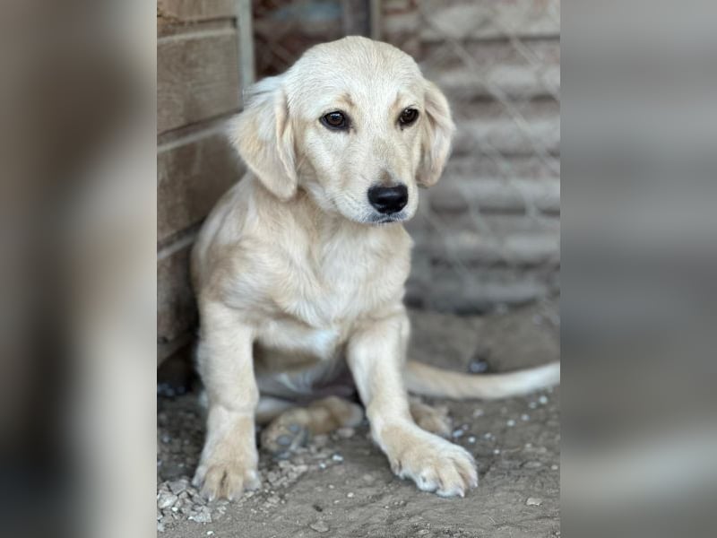 Fina geb. ca. 03/2026, lebt in GRIECHENLAND, im städt. Tierheim Serres