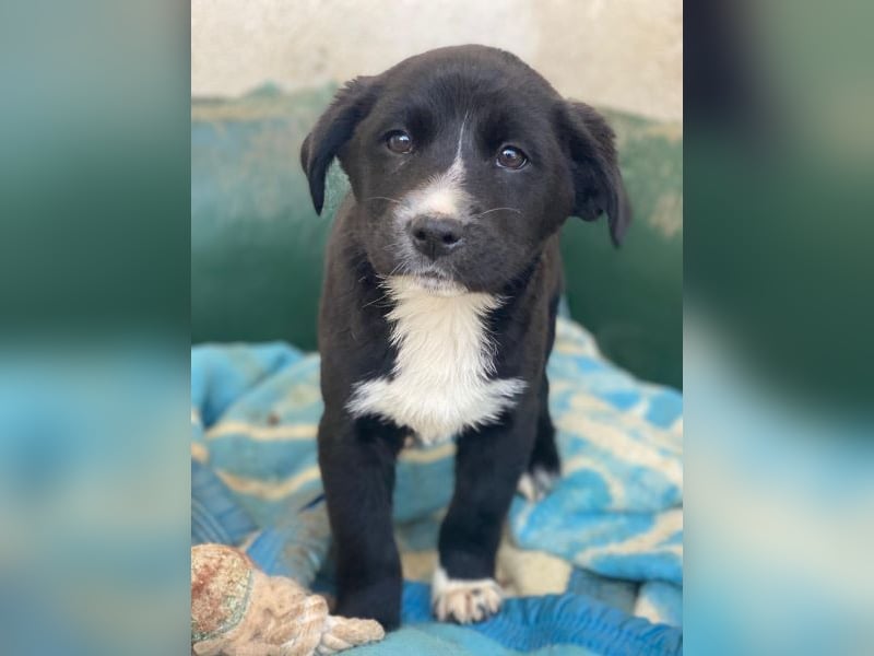 Peach, geb. ca. 10/2025, lebt auf einer privaten Pflegestelle in 44801 Bochum