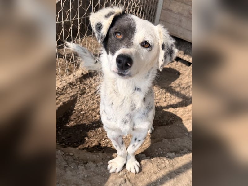 Mapuce, geb. ca. 03/2024, lebt in GRIECHENLAND, im städt. Tierheim Serres