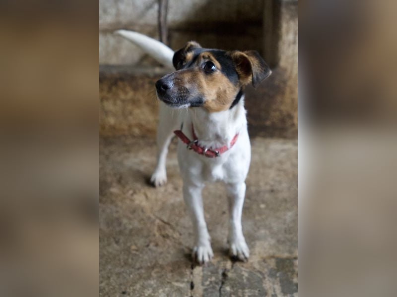 Möök, geb. ca. 04/2025, lebt in GRIECHENLAND, auf einer privaten Pflegestelle