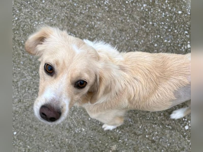 Hazel, geb. ca.02/2025, lebt in GRIECHENLAND, auf einer privaten Pflegestelle