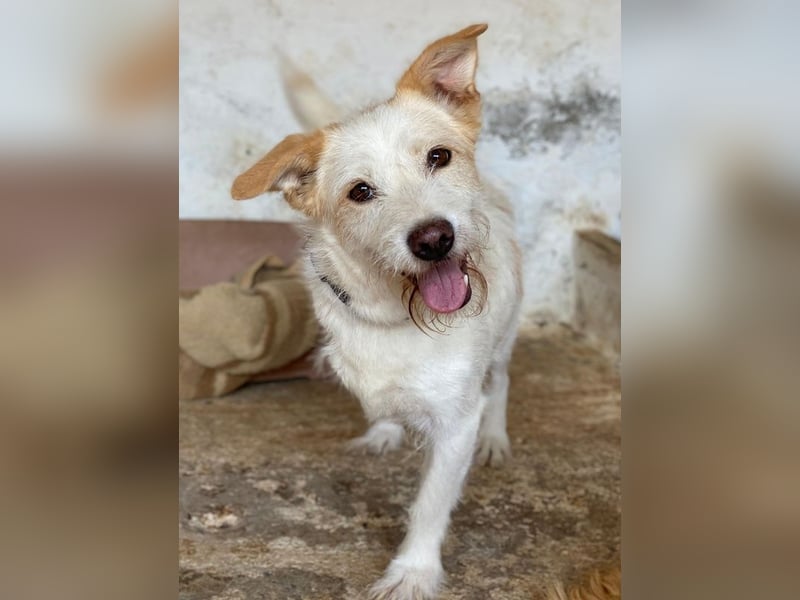 Frex, geb. ca. 07/2022, lebt auf einer Pflegestelle in 79650 Schopfheim