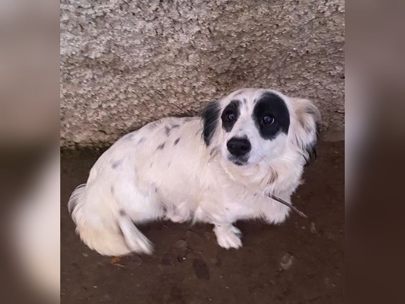 Marabou, geb. ca. 12/2023, lebt auf einer privaten Pflegestelle in 21244 Bucheholz