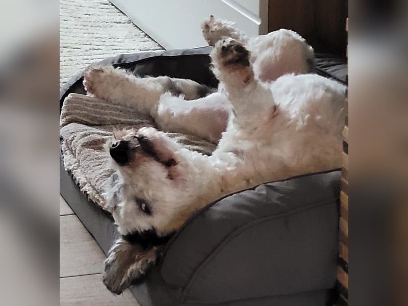 Günni, geb. ca. 12/2023, lebt auf einer Pflegestelle in 45896 Gelsenkirchen