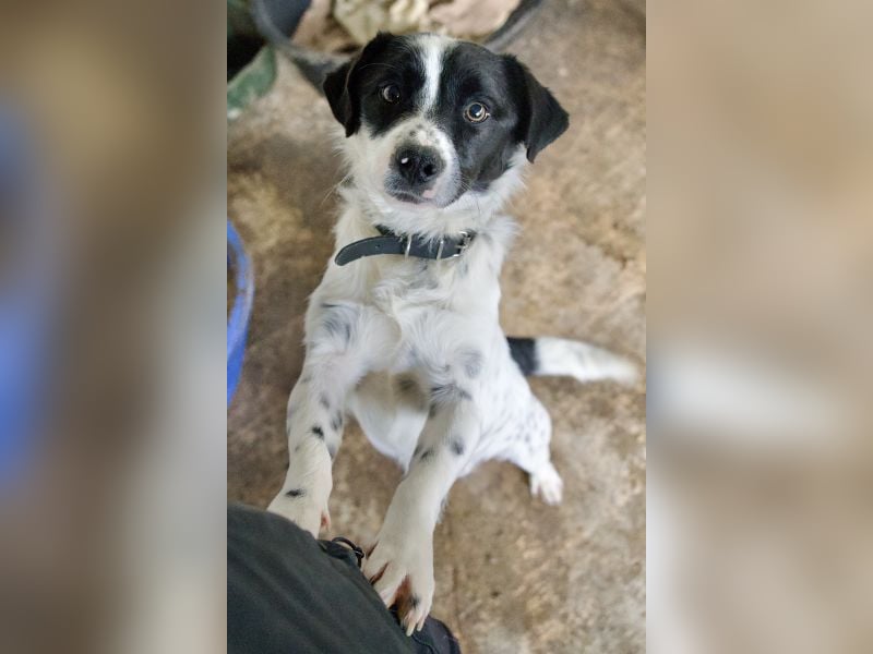 Skittles, geb. ca. 12/2023, lebt in GRIECHENLAND, auf einer privaten Pflegestelle