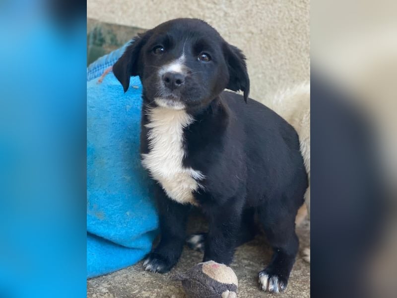 Peach, geb. ca. 10/2025, lebt auf einer privaten Pflegestelle in 44801 Bochum