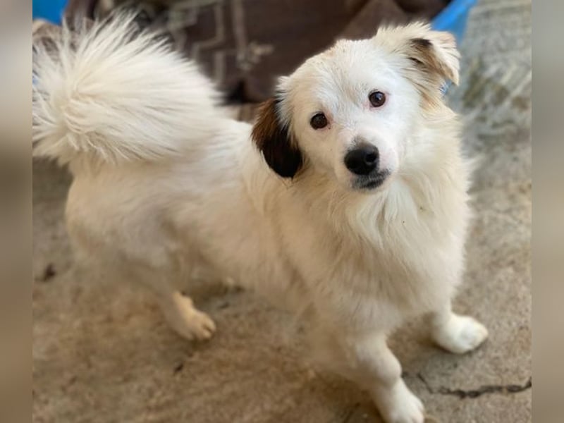 Voddi, geb. ca. 01/2025, lebt in GRIECHENLAND, im städt. Tierheim Serres