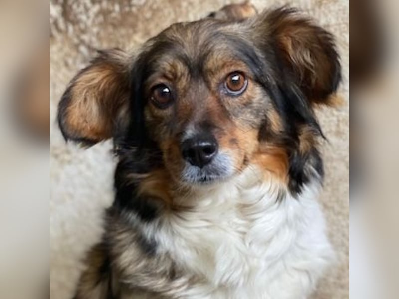 Laika, geb. ca. 11/2024, lebt auf einer Pflegestelle in 41462 Neuss