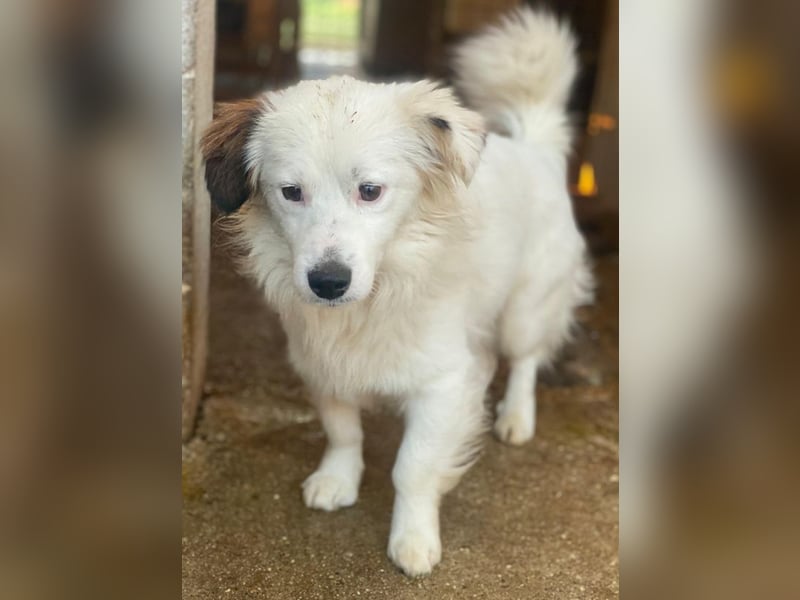 Voddi, geb. ca. 01/2025, lebt in GRIECHENLAND, im städt. Tierheim Serres