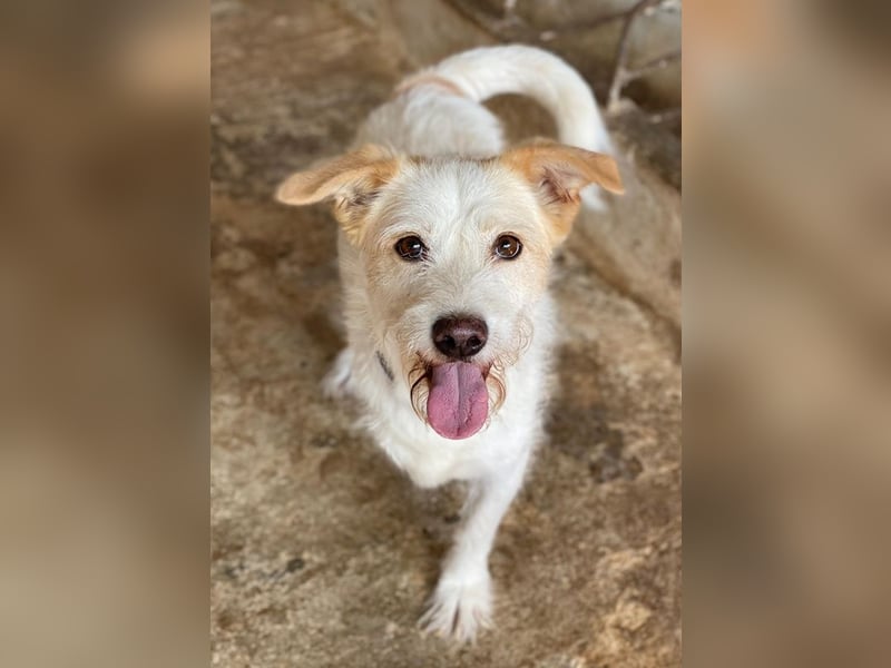 Frex, geb. ca. 07/2022, lebt auf einer Pflegestelle in 79650 Schopfheim