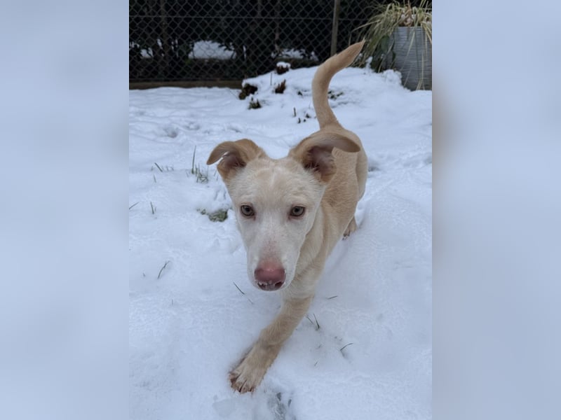 Francky Stanley, geb. ca. 08/2025, lebt auf einer Pflegestelle in 81929 München