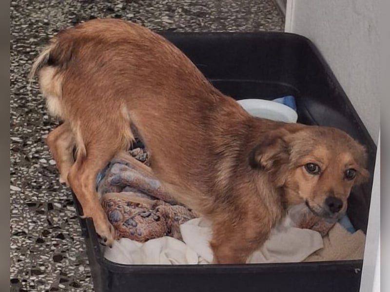 Ardyn, geb. ca. 04/2024, lebt auf einer Pflegestelle in 79206 Gündlingen