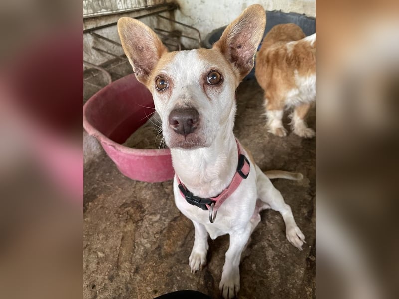 Bunny, geb. ca. 08/2023, lebt auf einer Pflegestelle in 23566 Lübeck