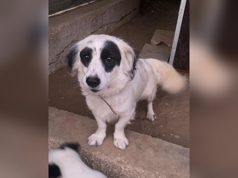 Marabou, geb. ca. 12/2023, lebt auf einer privaten Pflegestelle in 21244 Bucheholz