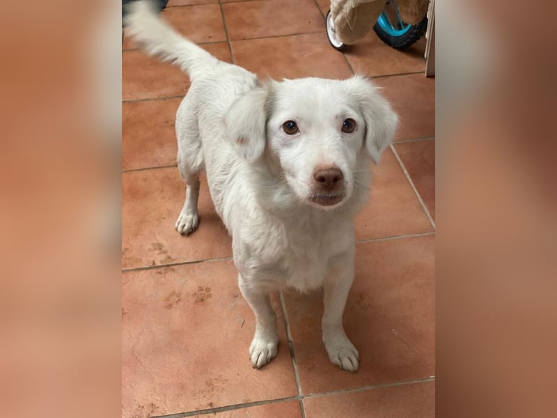 Vermittlungshilfe für Holiday, geb. ca. 07/2024, lebt auf einer Pflegestelle in 24114 Kiel