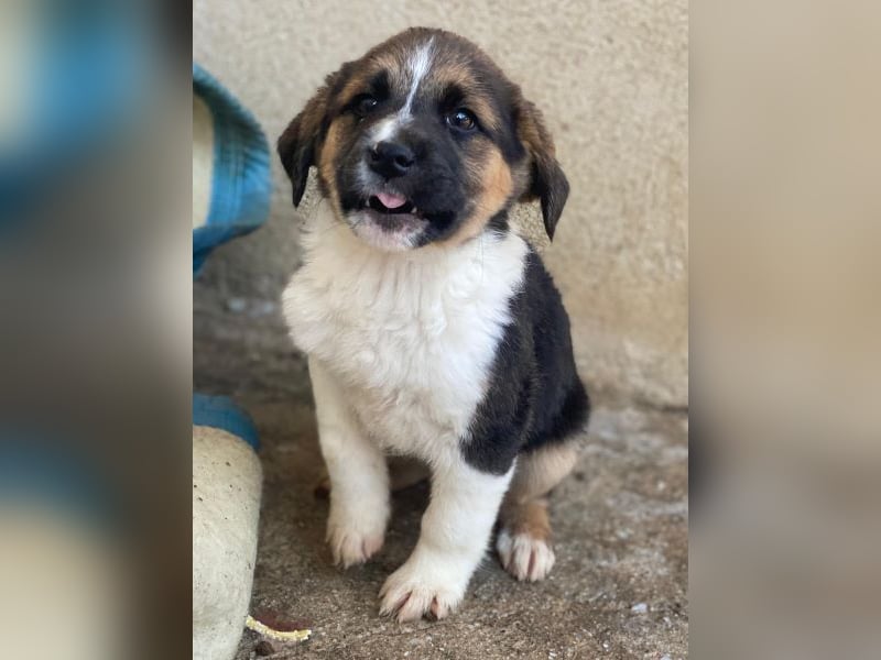 Boreas, geb. ca. 10/2025, lebt auf einer privaten Pflegestelle in 69151 Neckargemünd