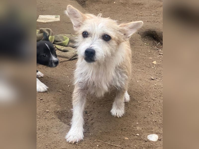 Trulla, geb. ca. 05/2024, lebt auf einer Pflegestelle in 53947 Nettersheim