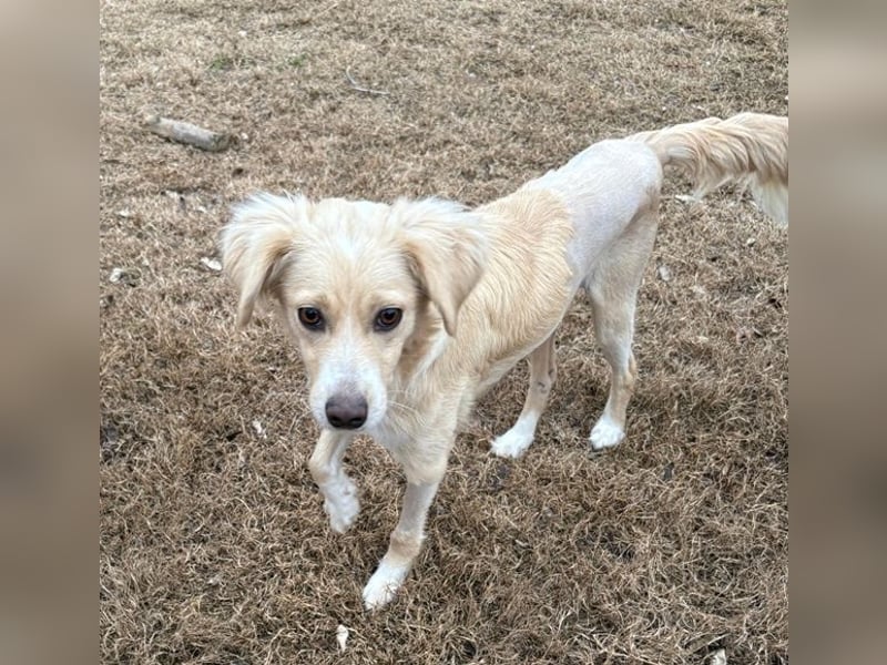 Hazel, geb. ca.02/2025, lebt in GRIECHENLAND, auf einer privaten Pflegestelle