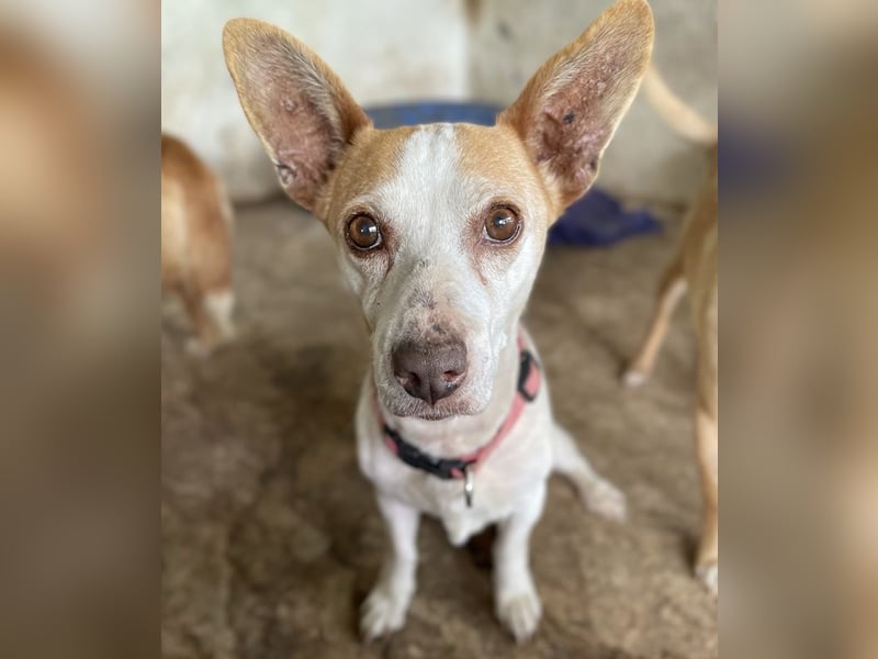 Bunny, geb. ca. 08/2023, lebt auf einer Pflegestelle in 23566 Lübeck