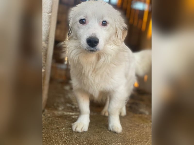 Voddi, geb. ca. 01/2025, lebt in GRIECHENLAND, im städt. Tierheim Serres