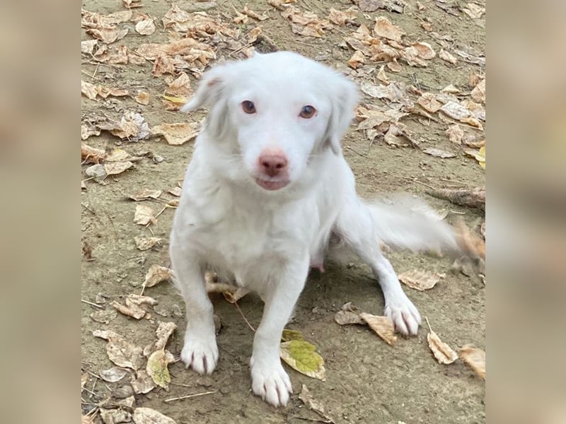 Vermittlungshilfe für Holiday, geb. ca. 07/2024, lebt auf einer Pflegestelle in 24114 Kiel