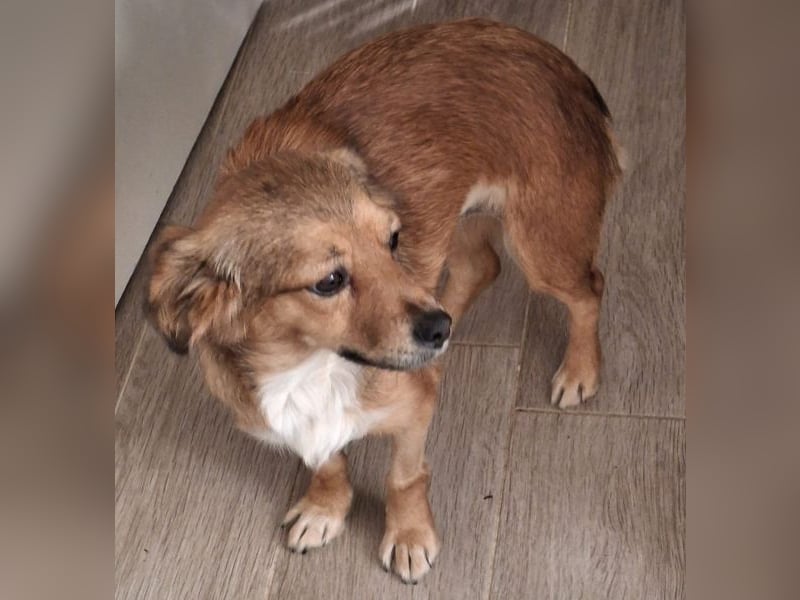 Ardyn, geb. ca. 04/2024, lebt auf einer Pflegestelle in 79206 Gündlingen