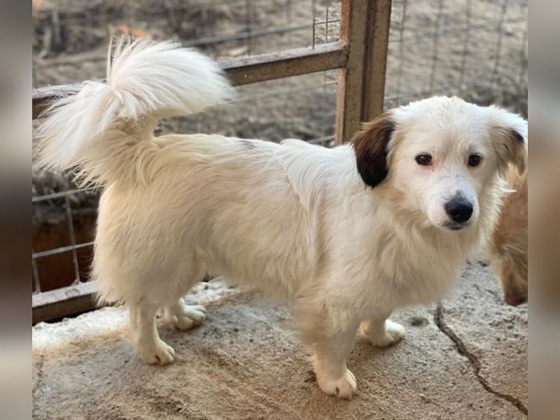 Voddi, geb. ca. 01/2025, lebt in GRIECHENLAND, im städt. Tierheim Serres