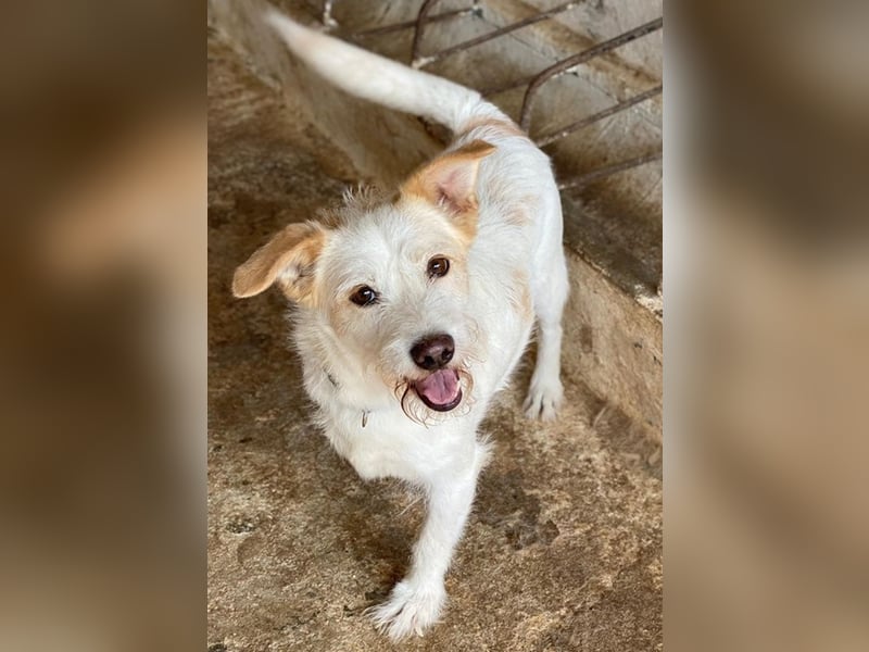 Frex, geb. ca. 07/2022, lebt auf einer Pflegestelle in 79650 Schopfheim