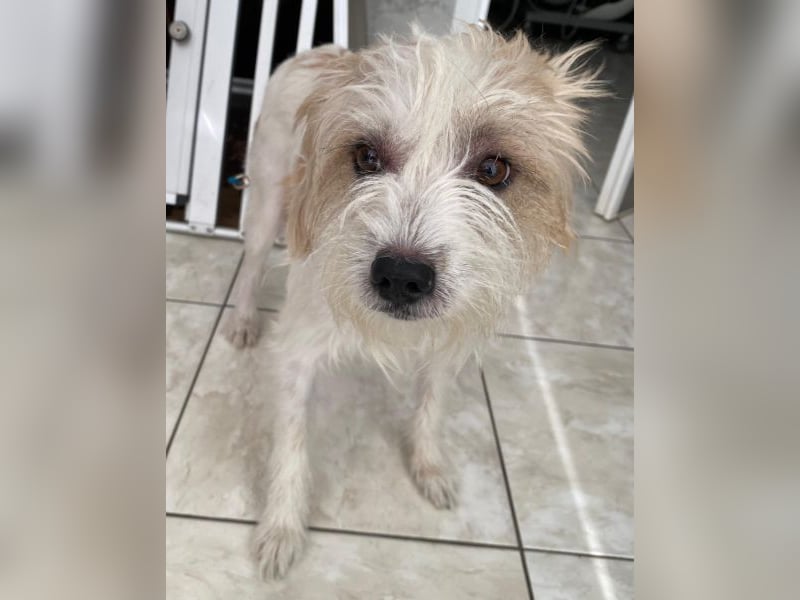 Eko, geb. ca 11/2021, lebt auf einer Pflegestelle in 53940 Hellenthal